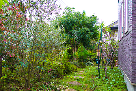 庭づくりを始めて11年、今では一面がさまざまな植物で覆われたナチュラルガーデンに