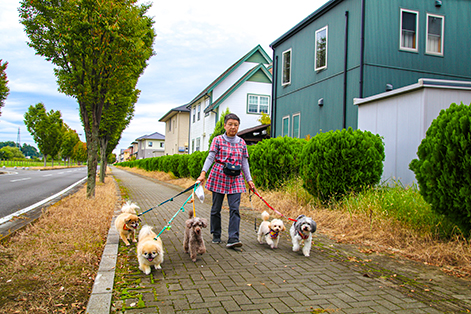 毎朝、出勤前に犬たちと散歩へ。「雨でも歩道に水がたまらないので、多少の雨なら傘をさして一匹ずつ散歩に行きます」（美知子さん）