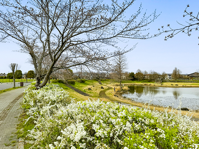 春には池のほとりが桜やレンギョウの花で華やかに彩られる